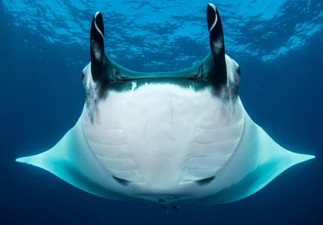 La majesté des raies manta